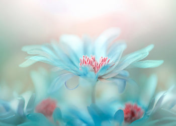 Canvastavla - Blue Splendor
