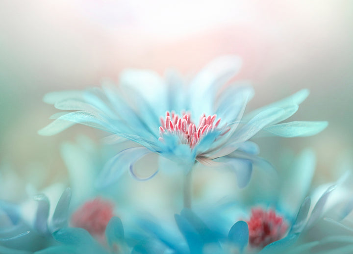 Canvastavla - Blue Splendor