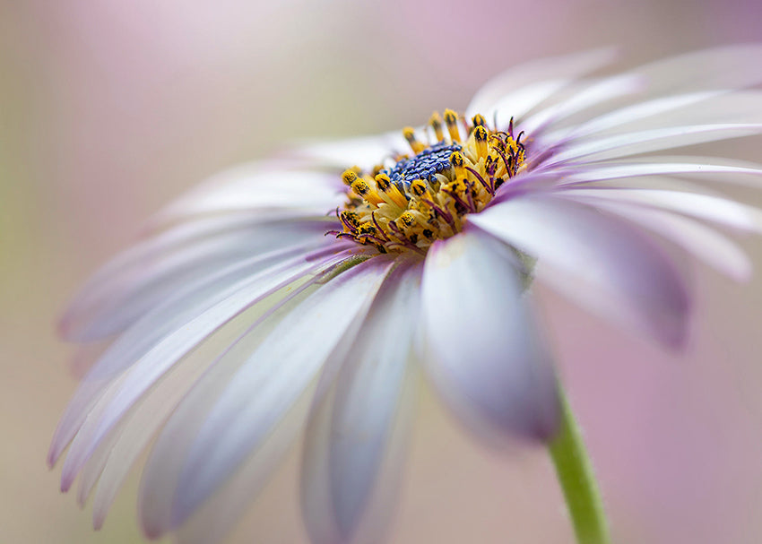 Tavla - Michaelmas daisy