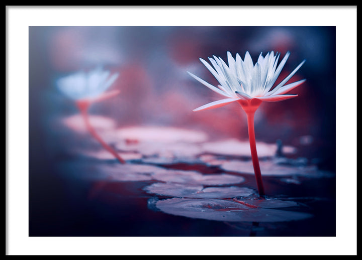 Poster - Pink lotos