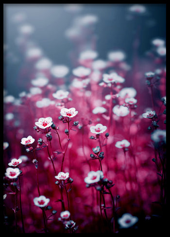 Poster - Royal flowers