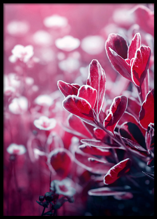 Poster - Wonderly