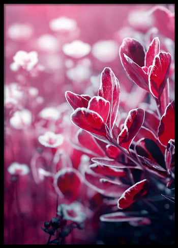 Poster - Wonderly
