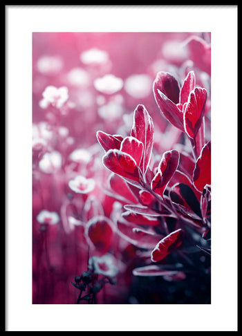 Poster - Wonderly