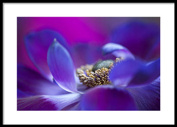 Poster - Viola