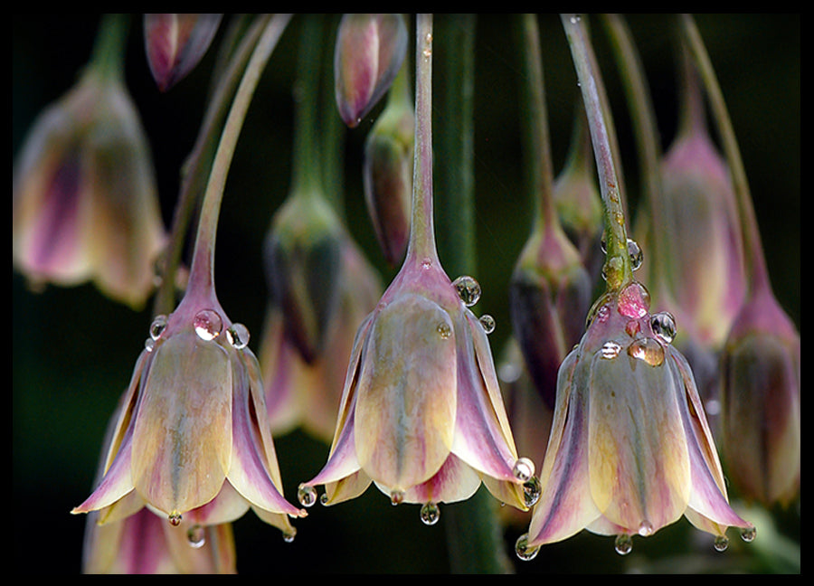 Poster - Tulipa