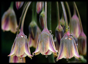 Poster - Tulipa