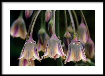 Poster - Tulipa