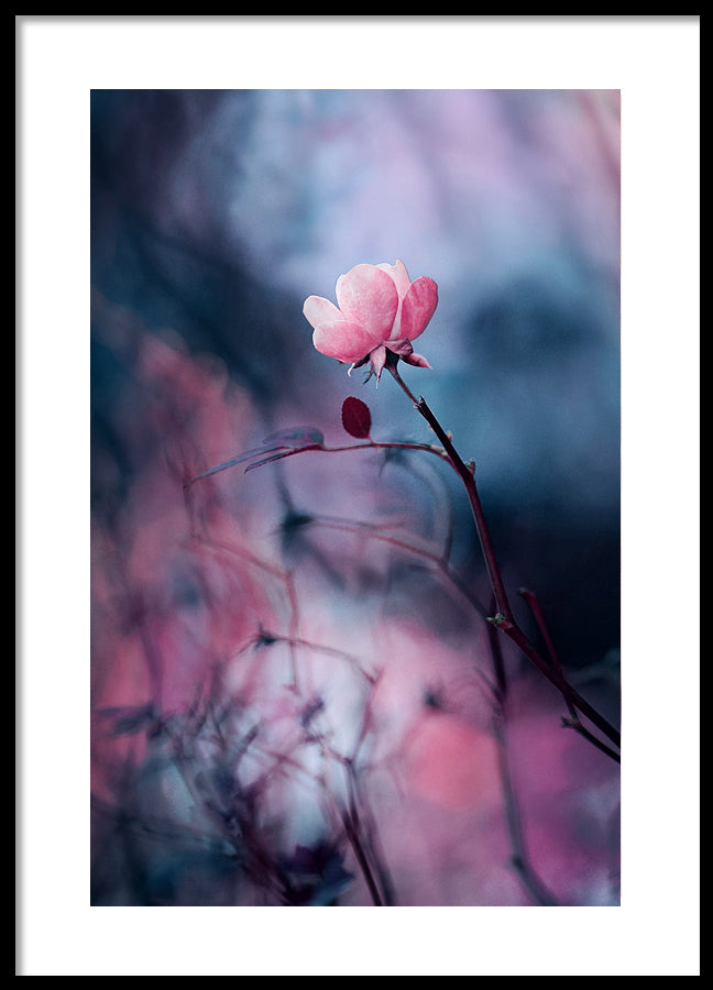 Poster - Wild rose
