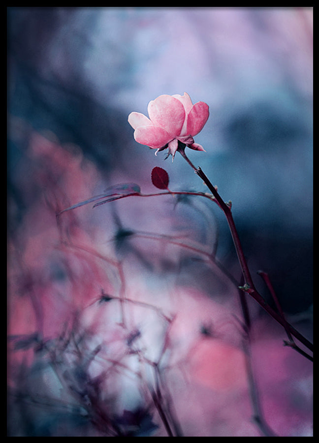 Poster - Wild rose
