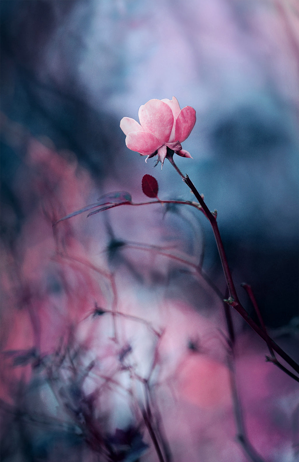 Poster - Wild rose