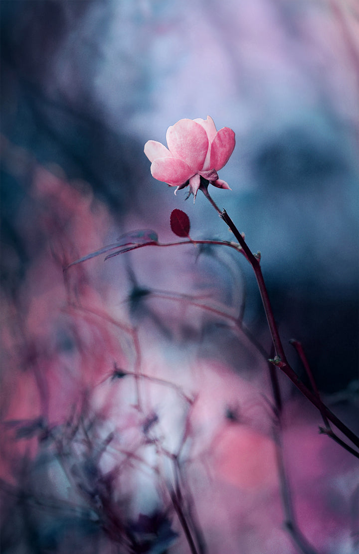 Poster - Wild rose