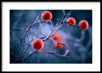 Poster - Magical berries
