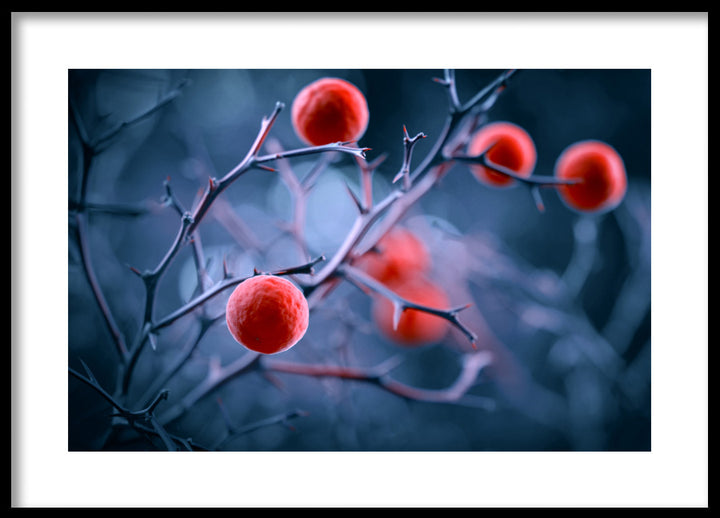 Poster - Magical berries