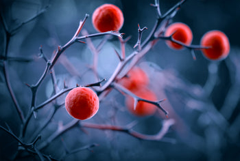 Poster - Magical berries