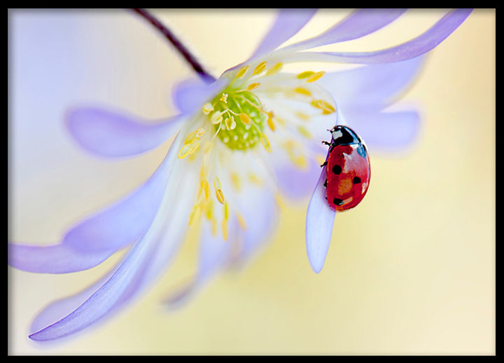 Poster - Ladybug