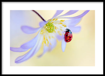 Poster - Ladybug