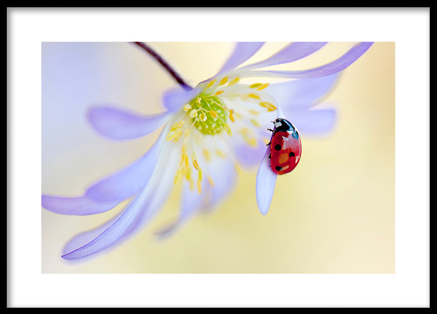 Poster - Ladybug