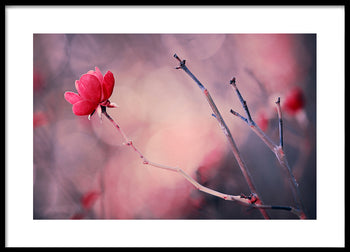 Poster - Rosette