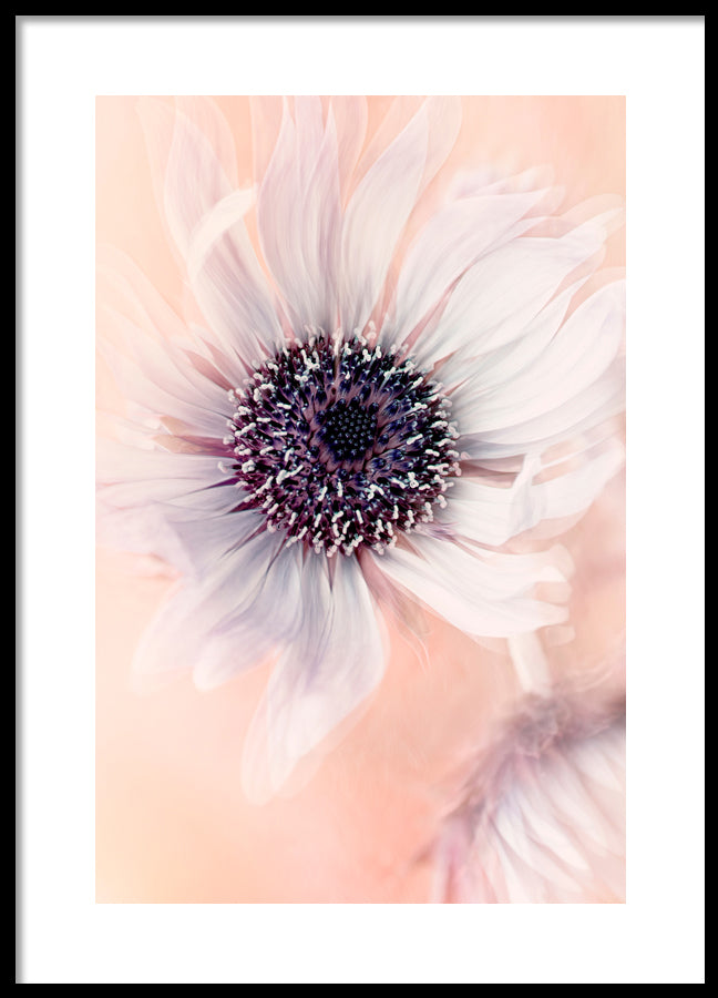 Poster - Baby pink