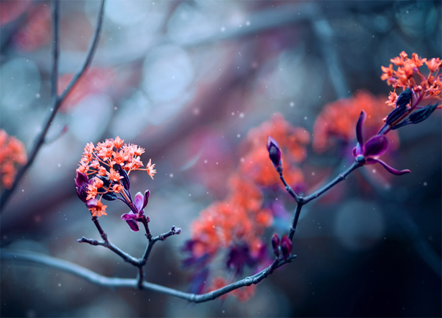 Poster - Bloom