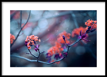 Poster - Bloom