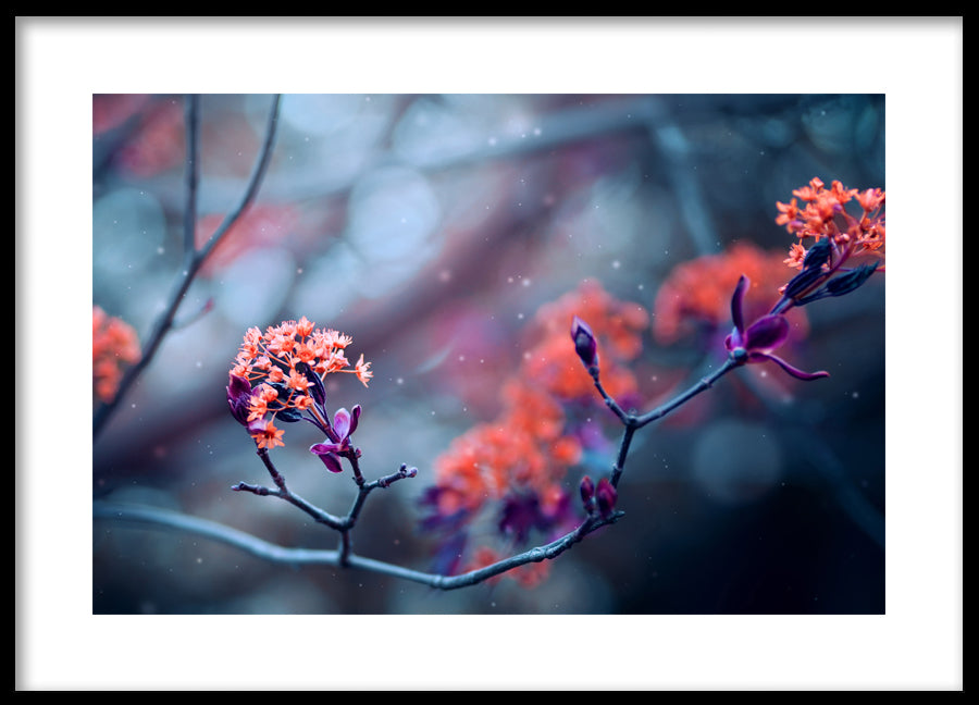 Poster - Bloom