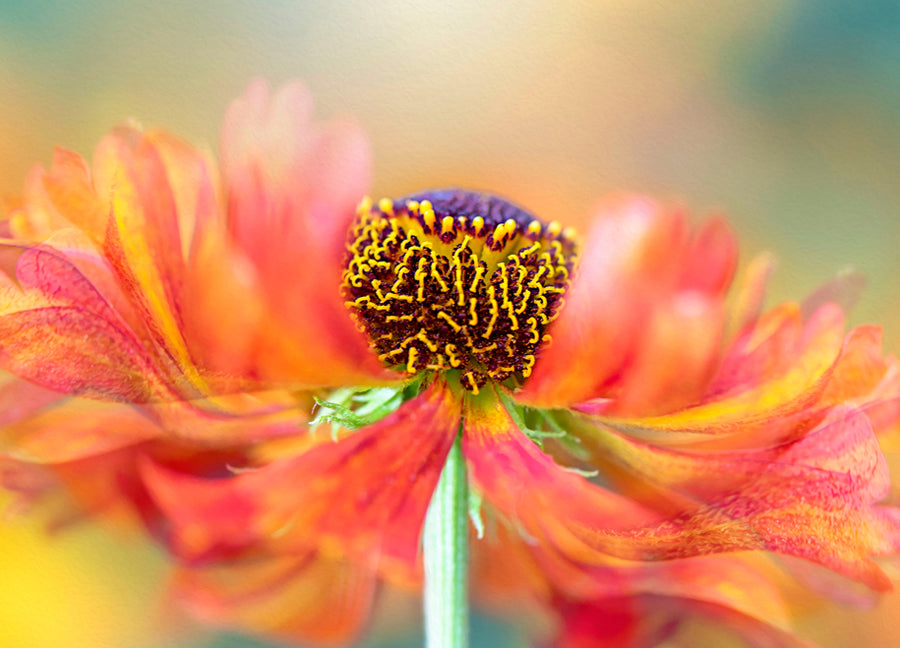 Poster - Marigold