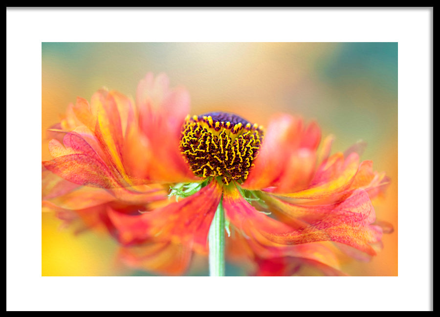 Poster - Marigold
