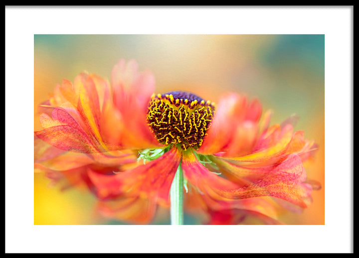 Poster - Marigold