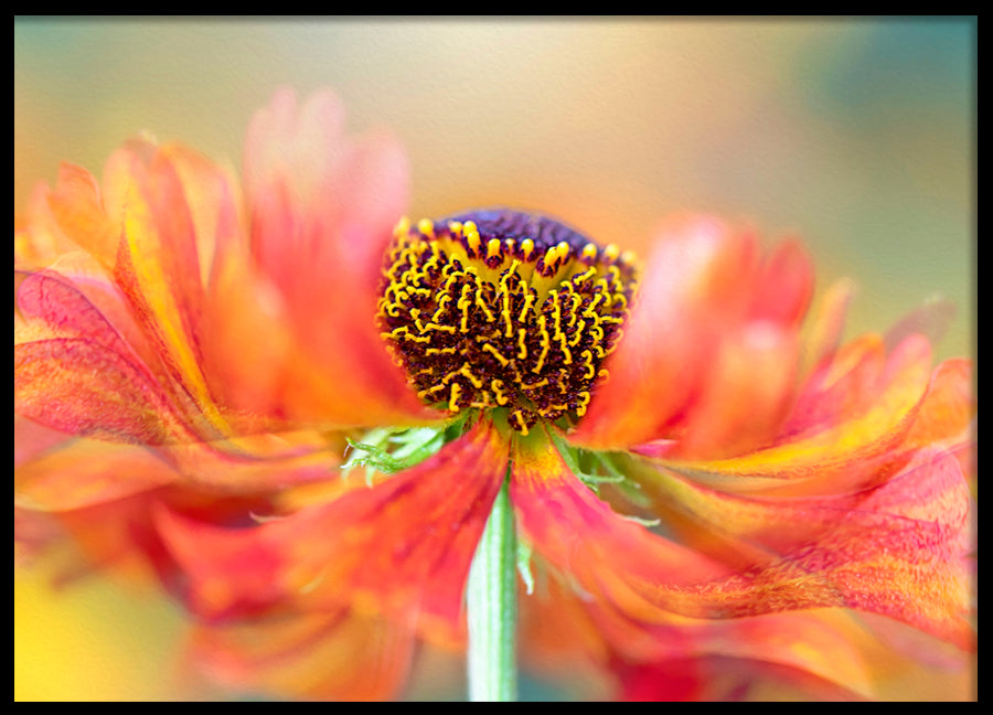 Poster - Marigold