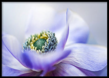 Poster - Lilac