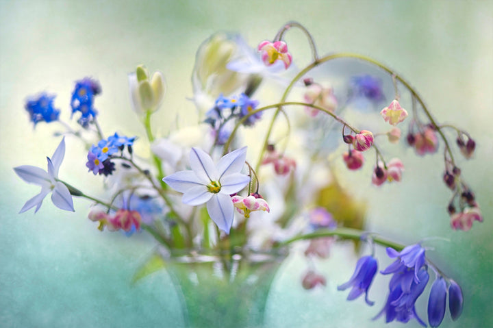 Tavla - Wild flowers