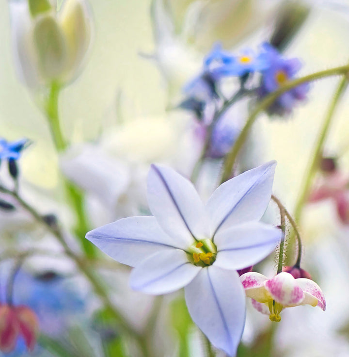Tavla - Wild flowers