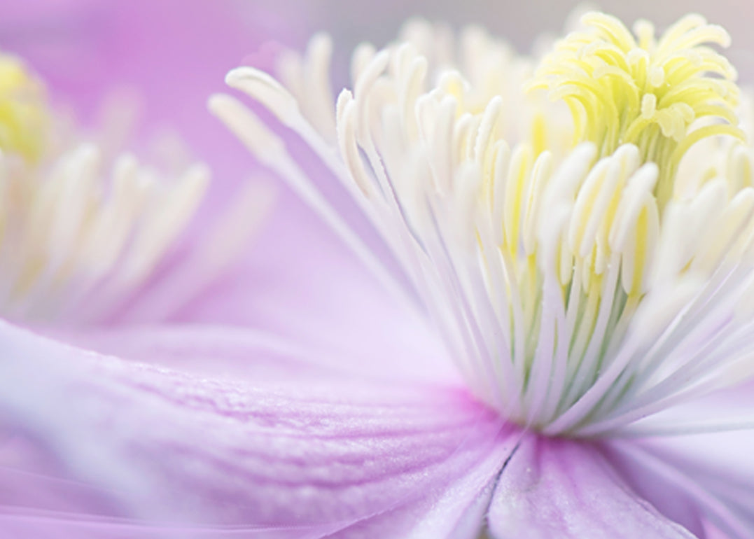 Canvastavla - Posy