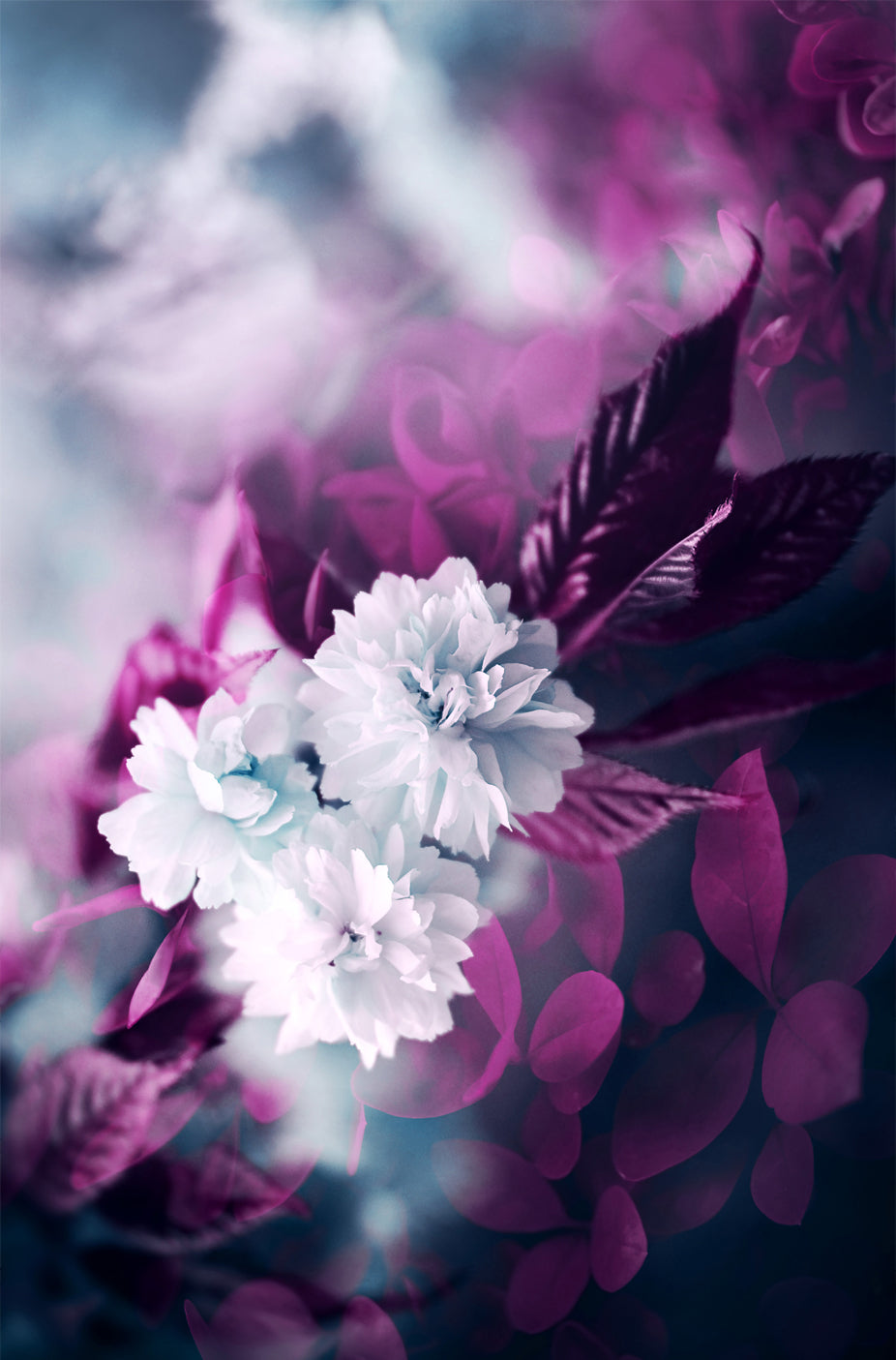 Poster - Purple and white