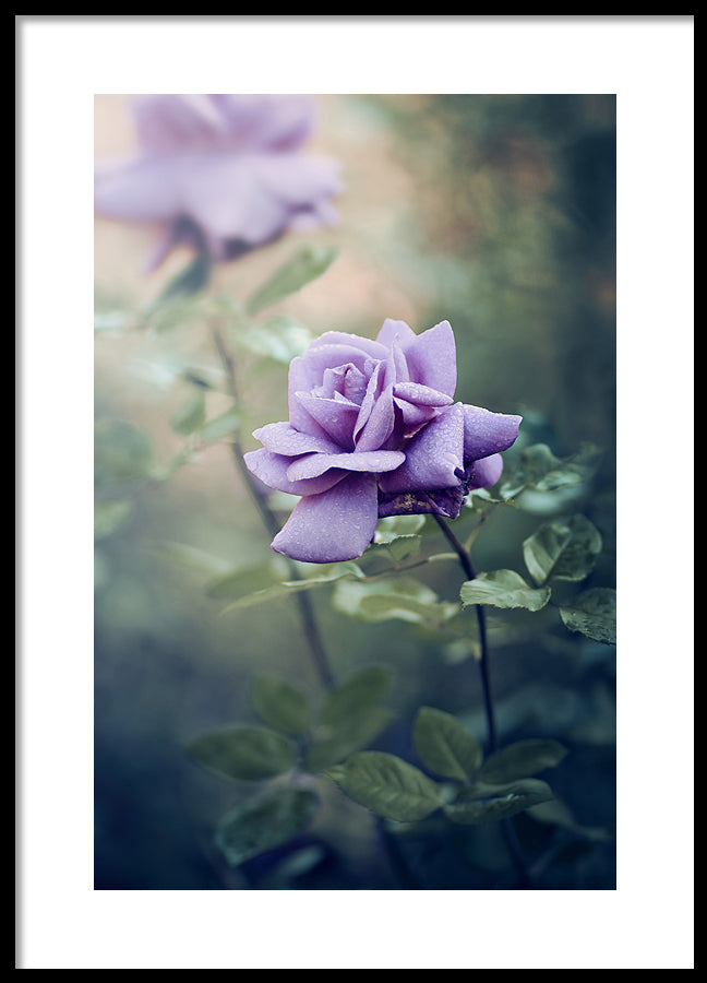 Poster - Lilly