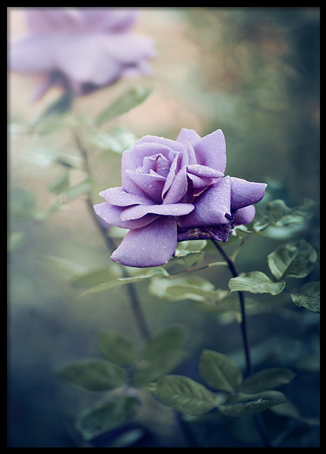 Poster - Lilly