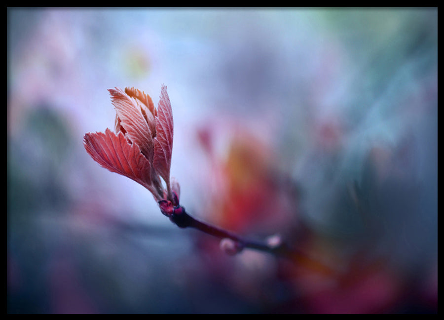 Poster - Prunus