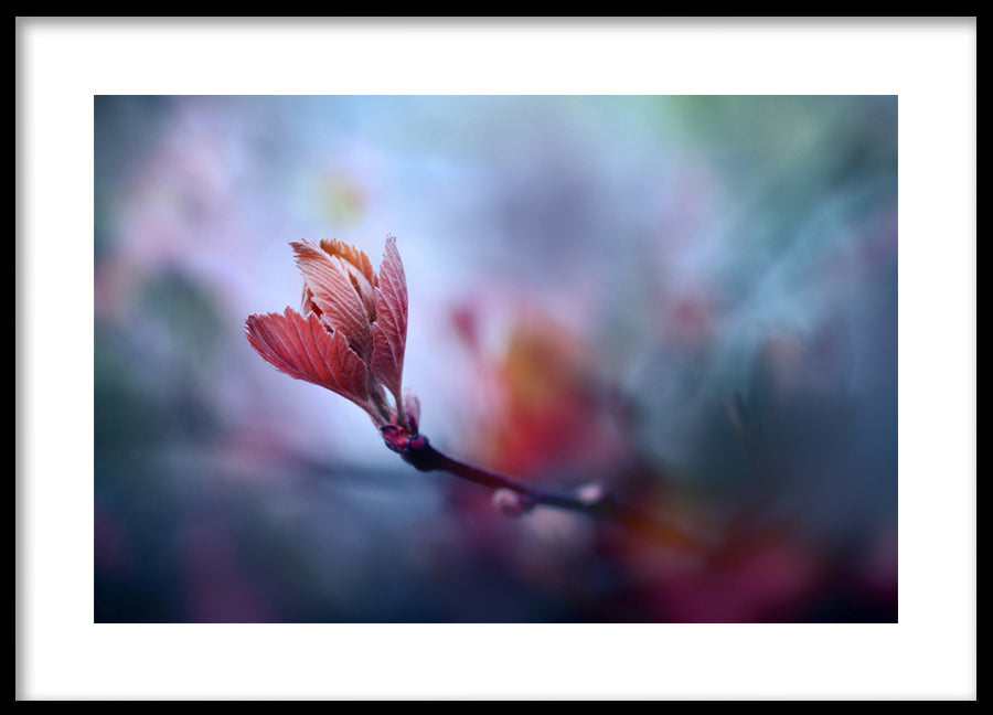 Poster - Prunus