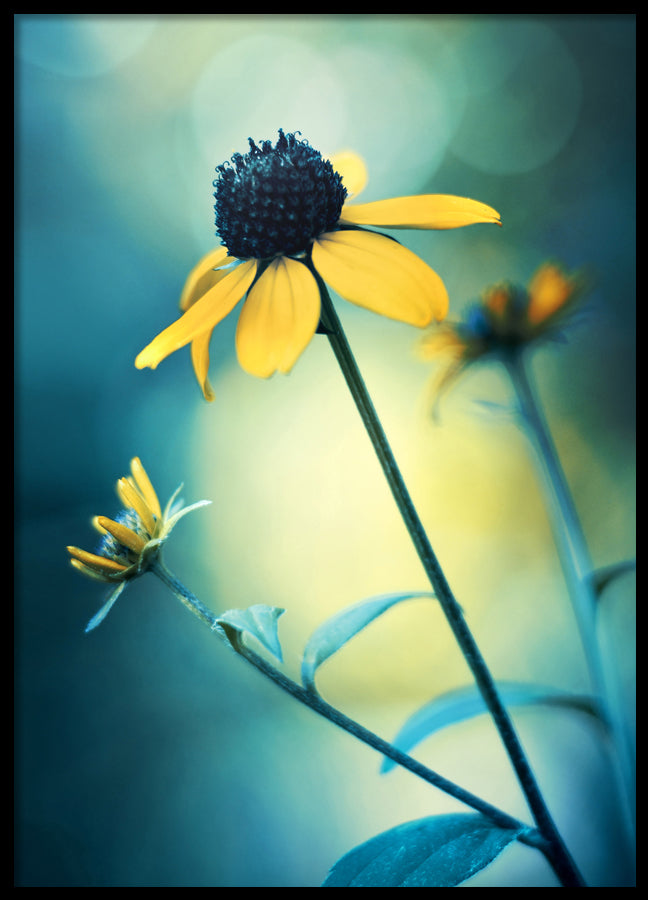 Poster - Sunflower