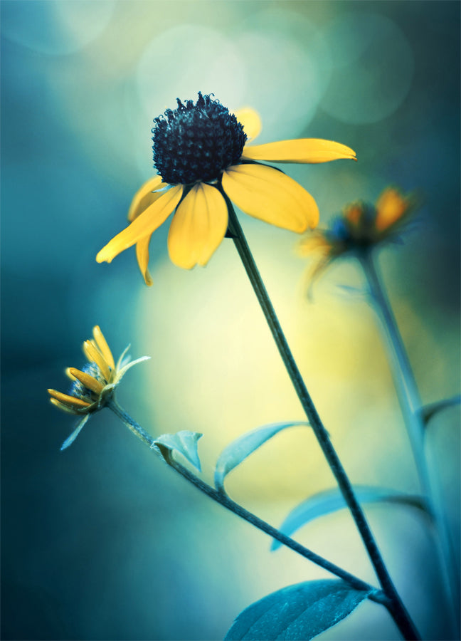 Poster - Sunflower