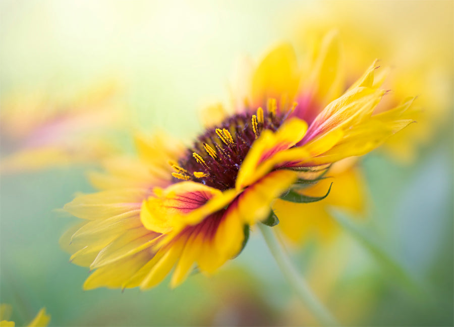 Poster - Yellow blooms