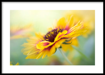 Poster - Yellow blooms