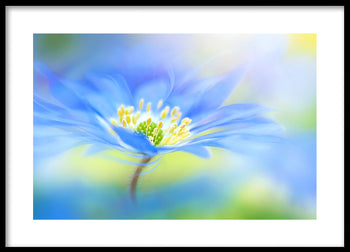 Poster - Indigo flower