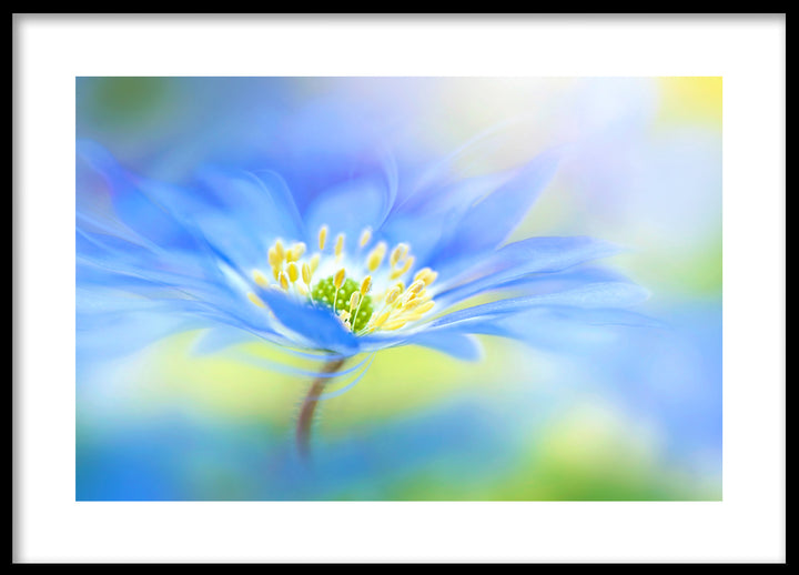 Poster - Indigo flower
