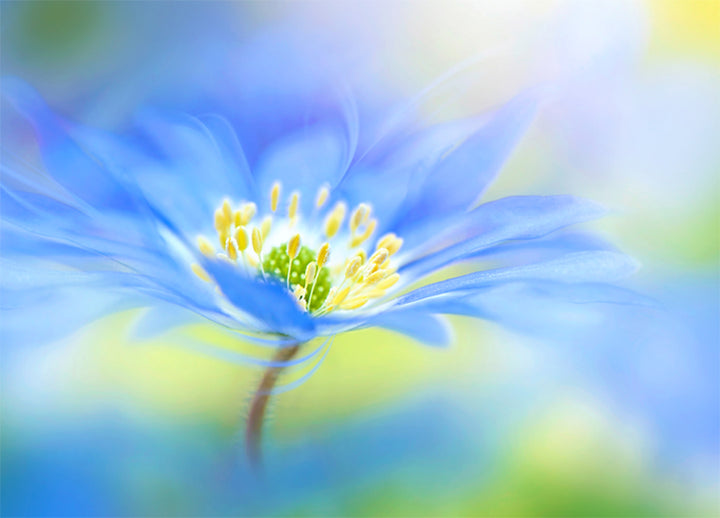 Poster - Indigo flower