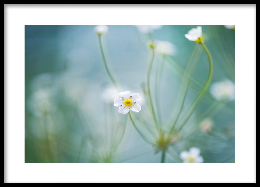 Poster - Oxeye