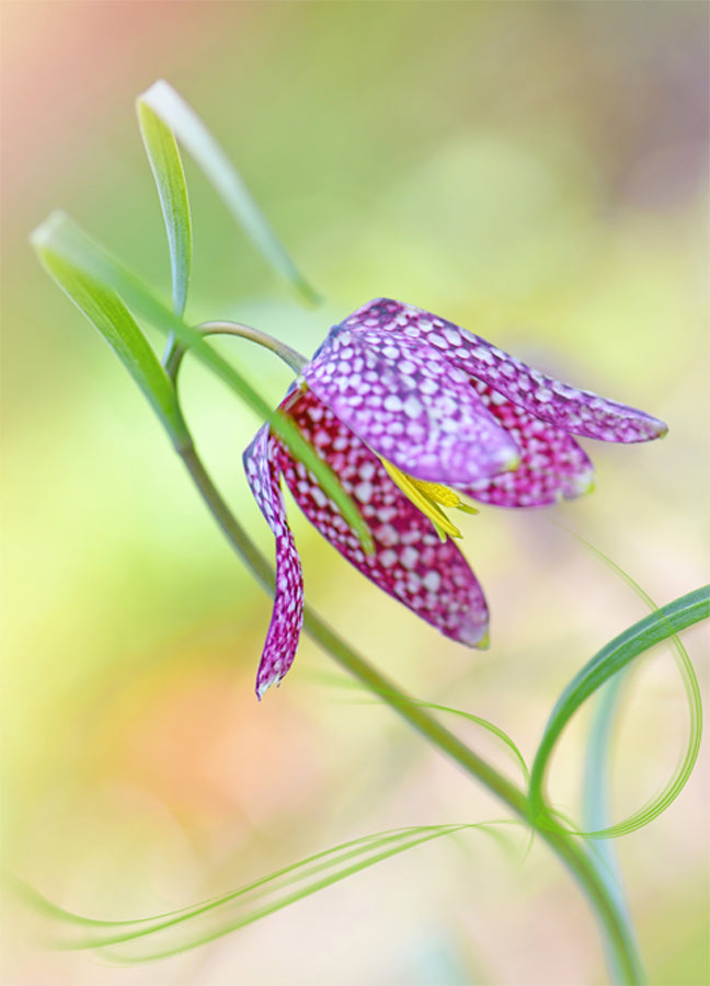 Poster - Colored tulip