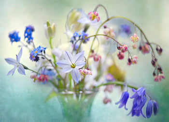 Poster - Wild flowers